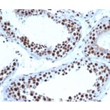 Immunohistochemistry - Anti-JAZF1 Antibody [PCRP-JAZF1-1C2] (A277604) - Antibodies.com