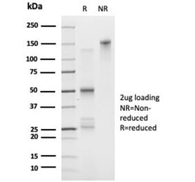 SDS-PAGE - Anti-FOXL1 Antibody [PCRP-FOXL1-1F8] (A277605) - Antibodies.com