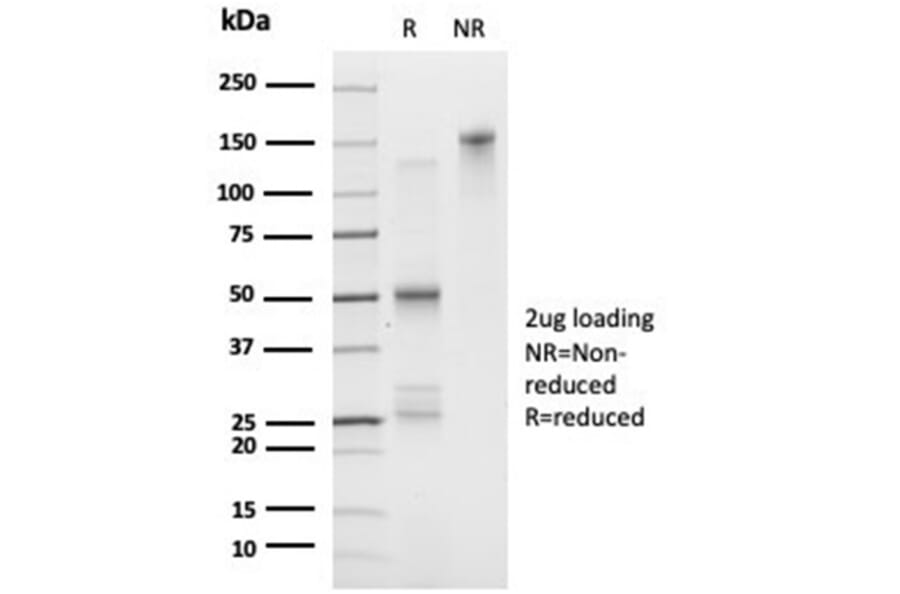 SDS-PAGE - Anti-FOXL1 Antibody [PCRP-FOXL1-1F8] (A277605) - Antibodies.com