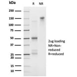 SDS-PAGE - Anti-FOXL1 Antibody [PCRP-FOXL1-1F8] (A277605) - Antibodies.com