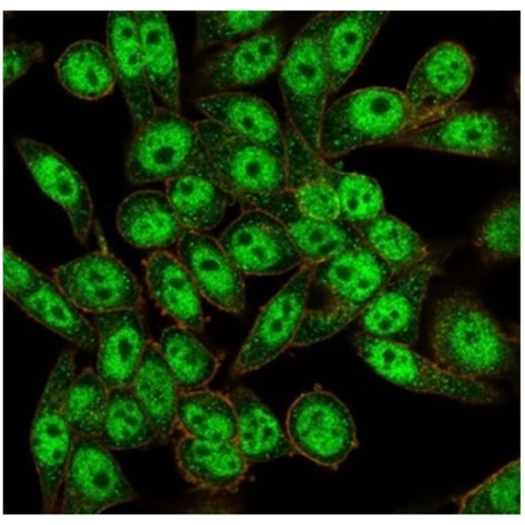 Immunofluorescence - Anti-FOXL1 Antibody [PCRP-FOXL1-1F8] (A277605) - Antibodies.com