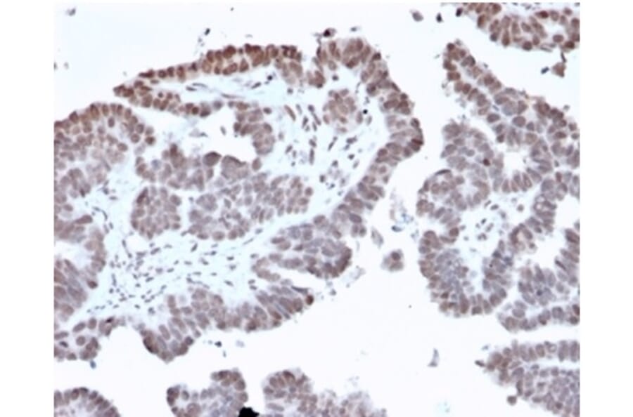 Immunohistochemistry - Anti-FOXL1 Antibody [PCRP-FOXL1-1F8] (A277605) - Antibodies.com