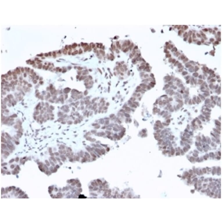 Immunohistochemistry - Anti-FOXL1 Antibody [PCRP-FOXL1-1F8] (A277605) - Antibodies.com