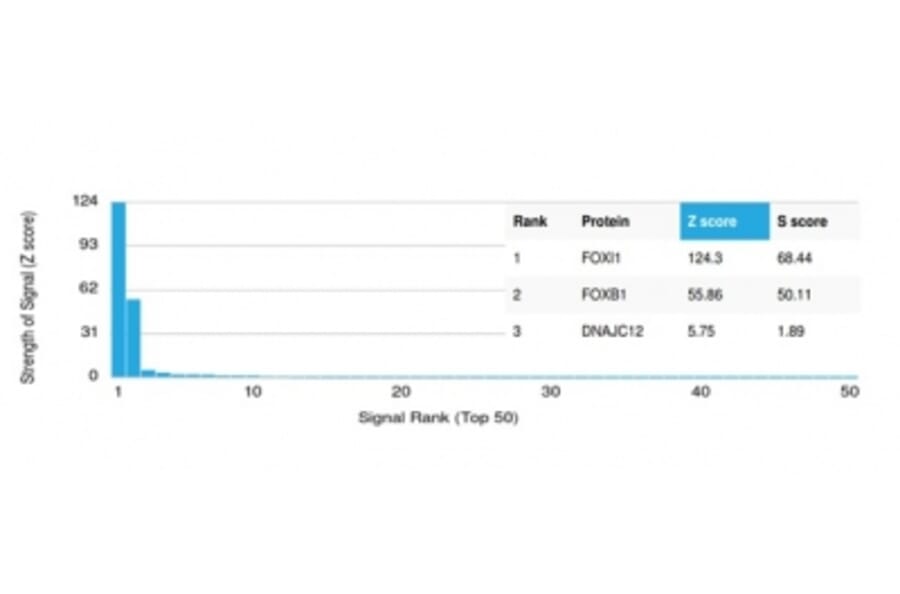 Protein Array - Anti-FOXL1 Antibody [PCRP-FOXL1-1F8] (A277605) - Antibodies.com