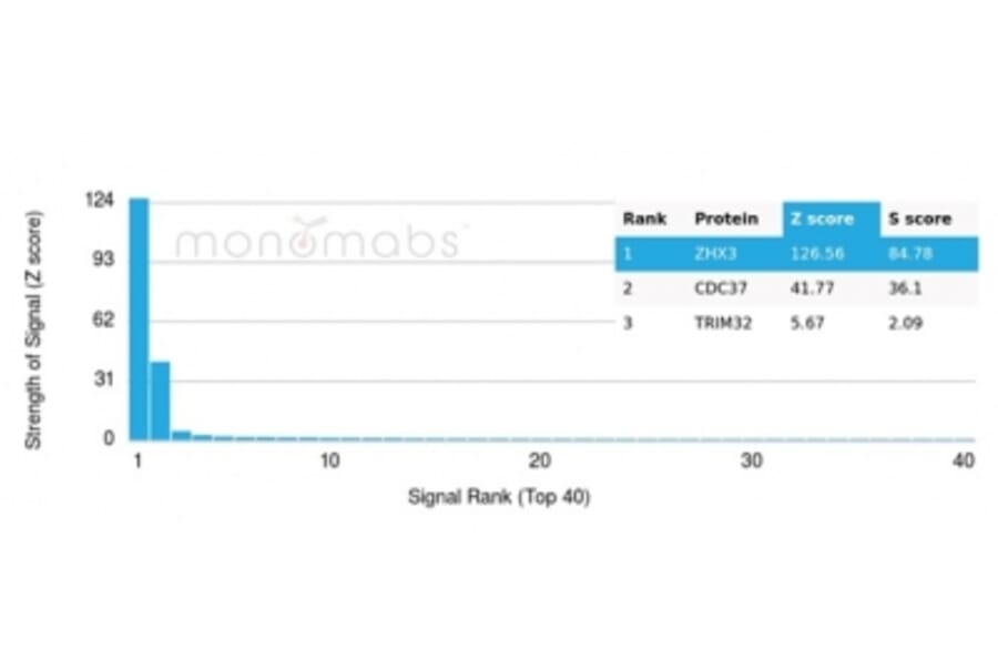 Protein Array - Anti-ZHX3 Antibody [PCRP-ZHX3-1D11] (A277606) - Antibodies.com
