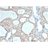 Immunohistochemistry - Anti-ZHX3 Antibody [PCRP-ZHX3-1G3] (A277607) - Antibodies.com
