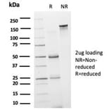 SDS-PAGE - Anti-GRAMD4 Antibody [PCRP-GRAMD4-1A10] (A277610) - Antibodies.com