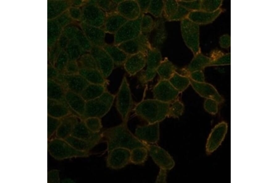 Immunofluorescence - Anti-UBR2 Antibody [PCRP-UBR2-1D12] (A277613) - Antibodies.com