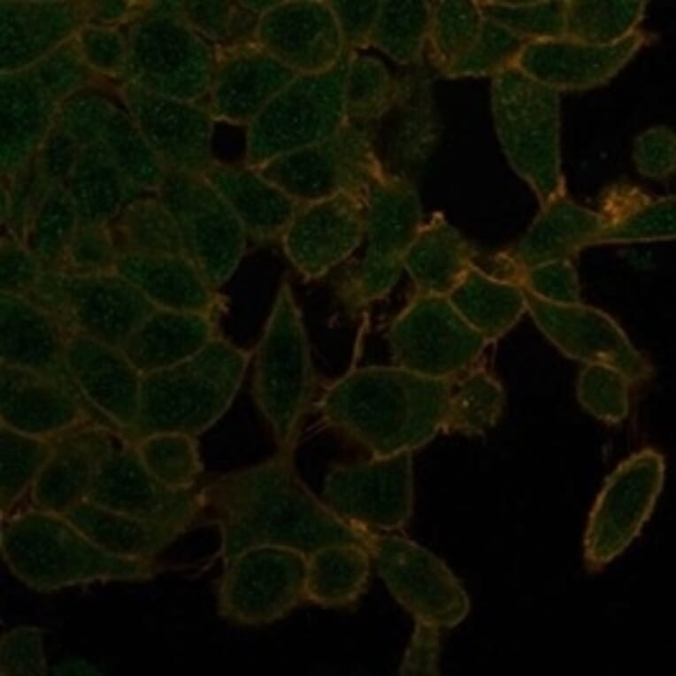 Immunofluorescence - Anti-UBR2 Antibody [PCRP-UBR2-1D12] (A277613) - Antibodies.com