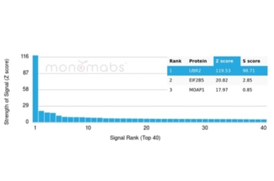 Protein Array - Anti-UBR2 Antibody [PCRP-UBR2-1D12] (A277613) - Antibodies.com