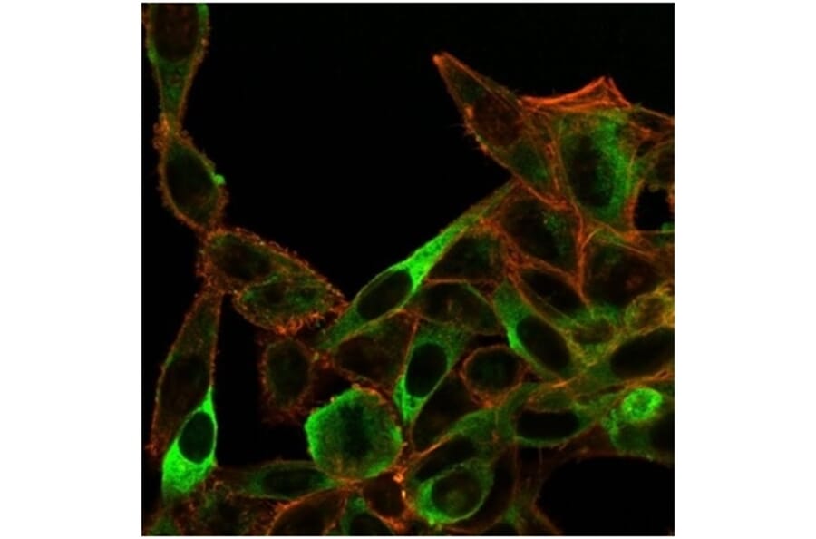 Immunofluorescence - Anti-SIRT3 Antibody [PCRP-SIRT3-1C10] (A277615) - Antibodies.com