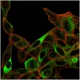 Immunofluorescence - Anti-SIRT3 Antibody [PCRP-SIRT3-1C10] (A277615) - Antibodies.com