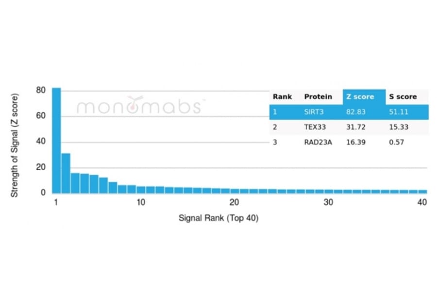 Protein Array - Anti-SIRT3 Antibody [PCRP-SIRT3-1C10] (A277615) - Antibodies.com