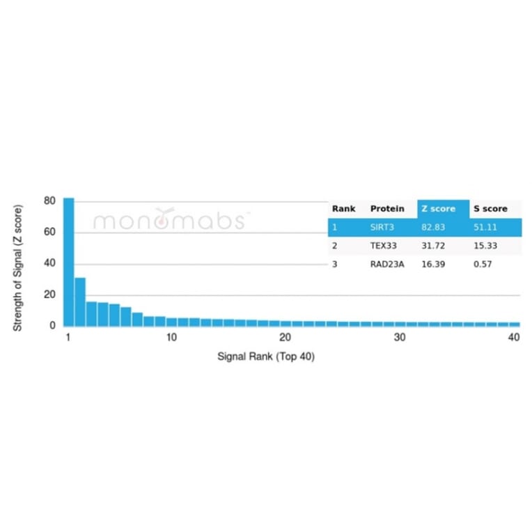 Protein Array - Anti-SIRT3 Antibody [PCRP-SIRT3-1C10] (A277615) - Antibodies.com