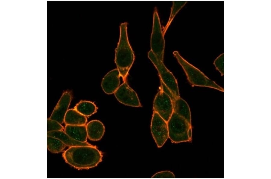 Immunofluorescence - Anti-SIRT1 Antibody [PCRP-SIRT1-1E11] (A277616) - Antibodies.com