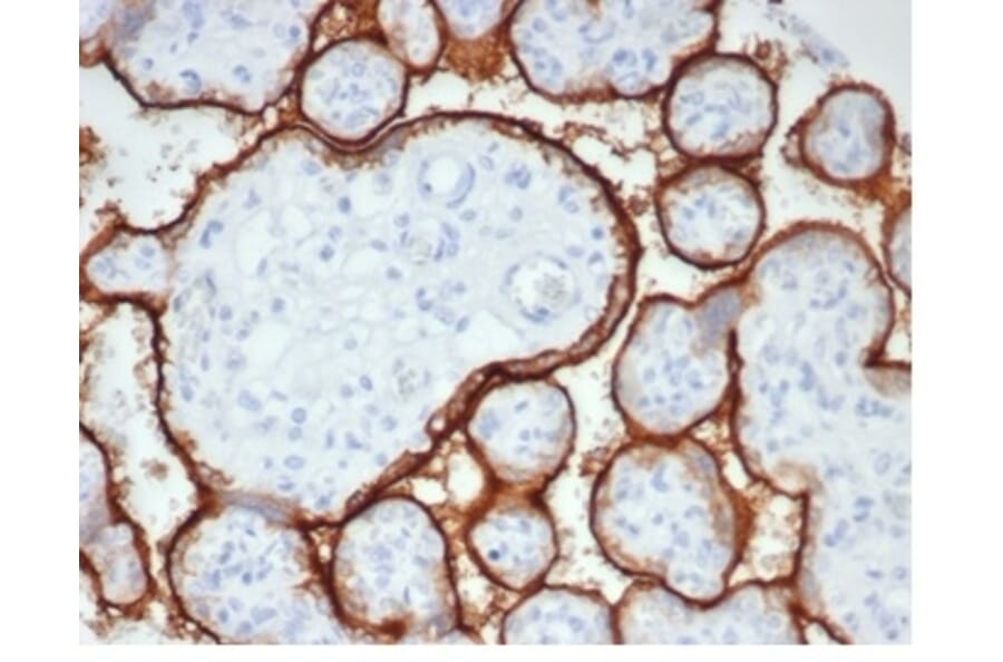 Immunohistochemistry - Anti-Placental Alkaline Phosphatase Antibody [rALP/870] (A277617) - Antibodies.com