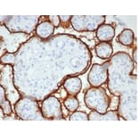 Immunohistochemistry - Anti-Placental Alkaline Phosphatase Antibody [rALP/870] (A277617) - Antibodies.com