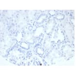 Immunohistochemistry - Anti-Placental Alkaline Phosphatase Antibody [rALP/870] (A277617) - Antibodies.com