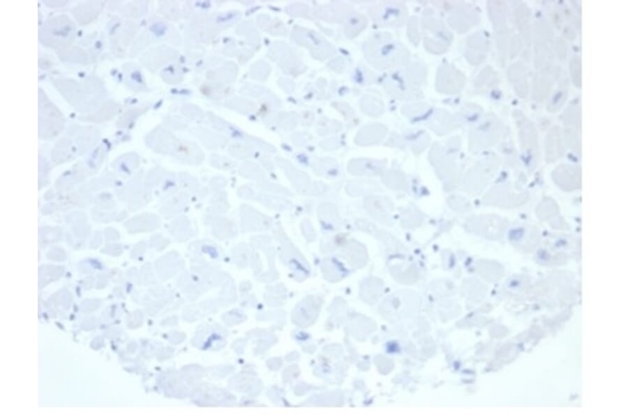 Immunohistochemistry - Anti-Placental Alkaline Phosphatase Antibody [rALP/870] (A277617) - Antibodies.com