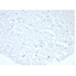 Immunohistochemistry - Anti-Placental Alkaline Phosphatase Antibody [rALP/870] (A277617) - Antibodies.com