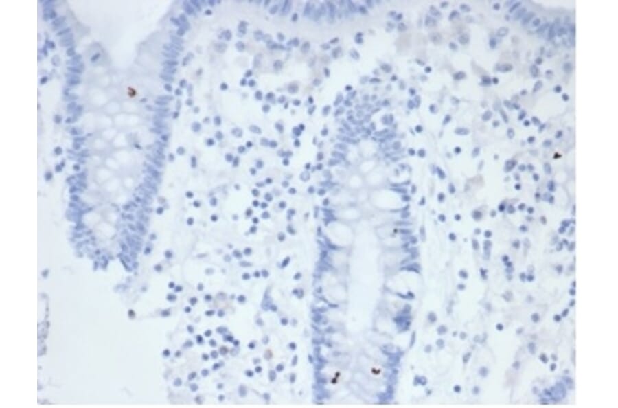Immunohistochemistry - Anti-Placental Alkaline Phosphatase Antibody [rALP/870] (A277617) - Antibodies.com