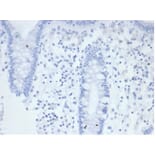 Immunohistochemistry - Anti-Placental Alkaline Phosphatase Antibody [rALP/870] (A277617) - Antibodies.com