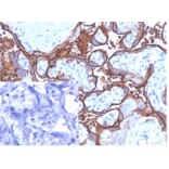 Immunohistochemistry - Anti-Placental Alkaline Phosphatase Antibody [ALPP/4109] (A277618) - Antibodies.com