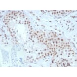 Immunohistochemistry - Anti-Steroidogenic Factor 1 Antibody [NR5A1/3420] (A277619) - Antibodies.com