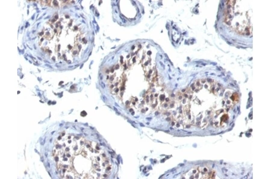 Immunohistochemistry - Anti-GCET2 Antibody [HGAL/830] (A277620) - Antibodies.com