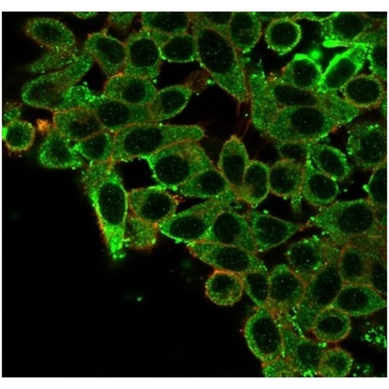 Immunofluorescence - Anti-CNOT10 Antibody [PCRP-CNOT10-1D5] (A277622) - Antibodies.com