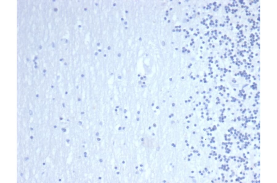 Immunohistochemistry - Anti-GATA3 Antibody [GATA3/6664] (A277623) - Antibodies.com