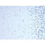 Immunohistochemistry - Anti-GATA3 Antibody [GATA3/6664] (A277623) - Antibodies.com