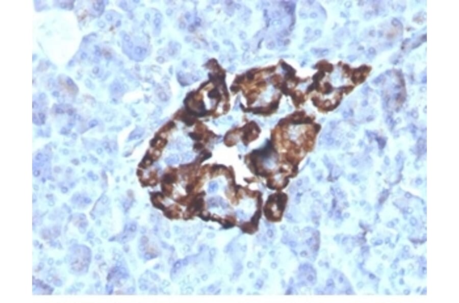 Immunohistochemistry - Anti-Vitamin D Binding Protein Antibody [VDBP/4481] (A277625) - Antibodies.com
