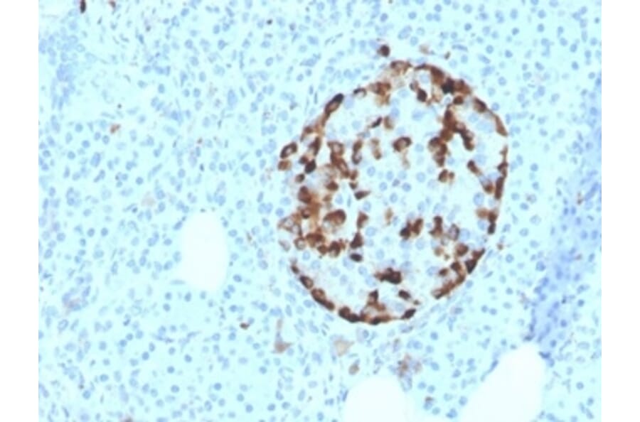 Immunohistochemistry - Anti-Vitamin D Binding Protein Antibody [VDBP/4481] (A277625) - Antibodies.com