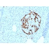 Immunohistochemistry - Anti-Vitamin D Binding Protein Antibody [VDBP/4481] (A277625) - Antibodies.com