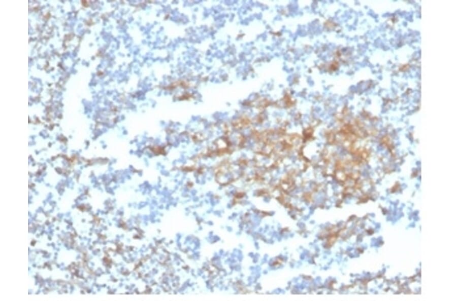 Immunohistochemistry - Anti-Vitamin D Binding Protein Antibody [VDBP/4482] (A277626) - Antibodies.com