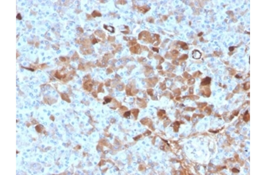 Immunohistochemistry - Anti-Vitamin D Binding Protein Antibody [VDBP/4482] (A277626) - Antibodies.com