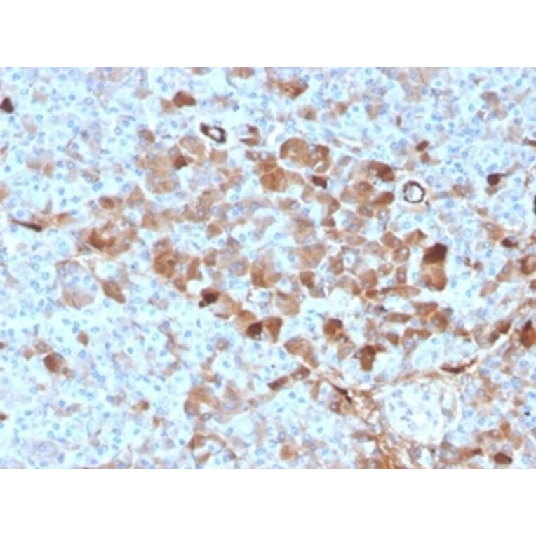 Immunohistochemistry - Anti-Vitamin D Binding Protein Antibody [VDBP/4482] (A277626) - Antibodies.com