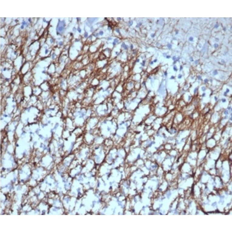 Immunohistochemistry - Anti-GFAP Antibody [GFAP/6879] (A277628) - Antibodies.com