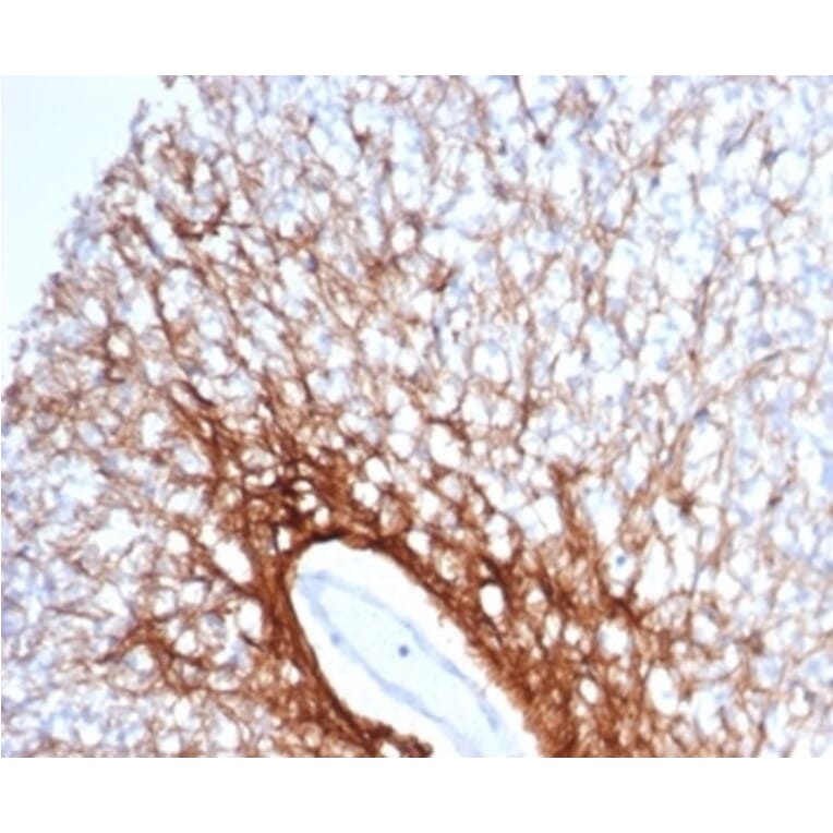 Immunohistochemistry - Anti-GFAP Antibody [GFAP/6879] (A277628) - Antibodies.com