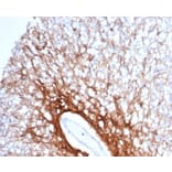 Immunohistochemistry - Anti-GFAP Antibody [GFAP/6879] (A277628) - Antibodies.com