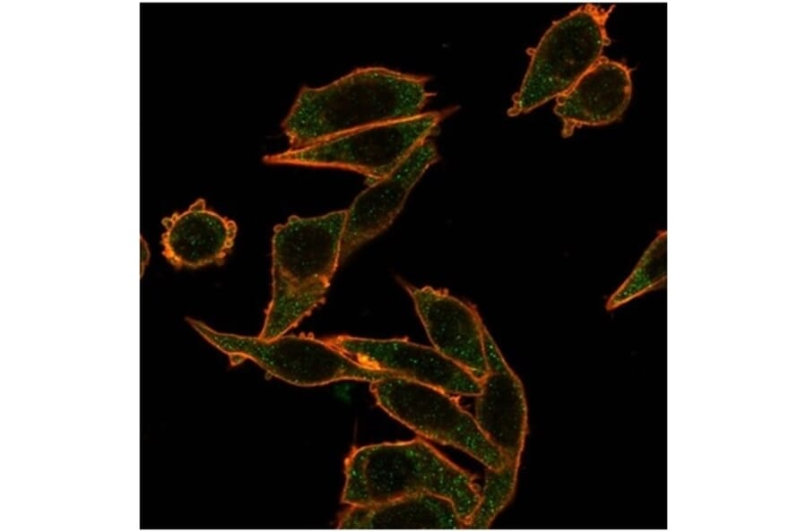 Immunofluorescence - Anti-FOXB1 Antibody [PCRP-FOXB1-1B7] (A277630) - Antibodies.com