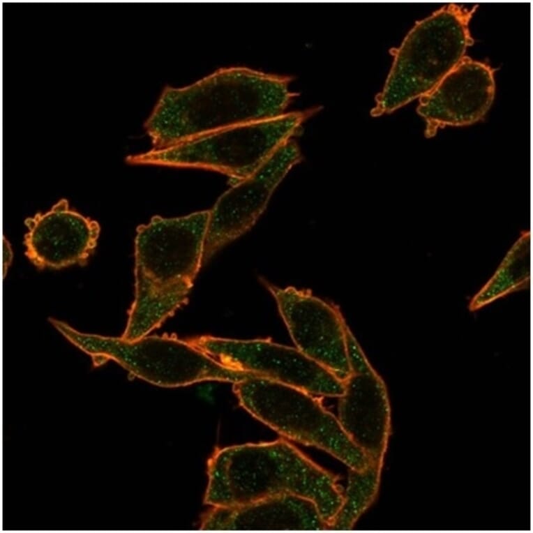 Immunofluorescence - Anti-FOXB1 Antibody [PCRP-FOXB1-1B7] (A277630) - Antibodies.com