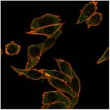 Immunofluorescence - Anti-FOXB1 Antibody [PCRP-FOXB1-1B7] (A277630) - Antibodies.com