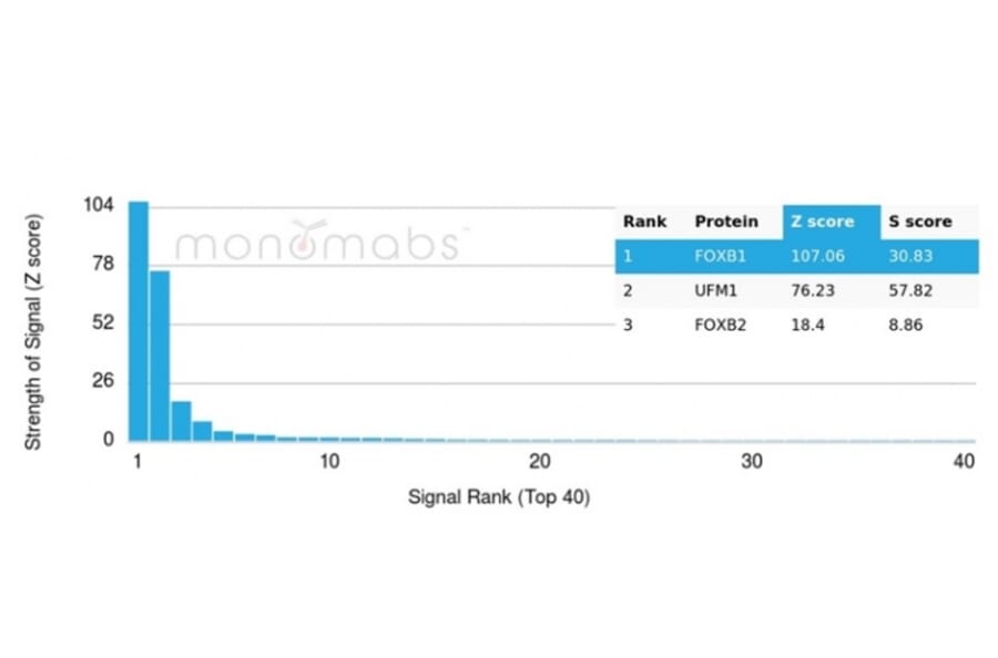 Protein Array - Anti-FOXB1 Antibody [PCRP-FOXB1-1B7] (A277630) - Antibodies.com