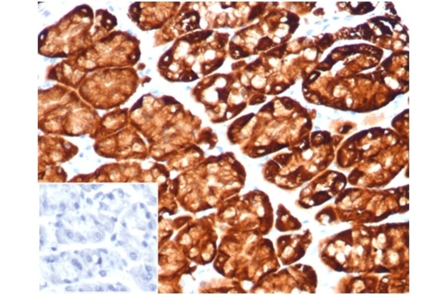 Immunohistochemistry - Anti-Glutamine Synthetase Antibody [GLUL/6600] (A277631) - Antibodies.com