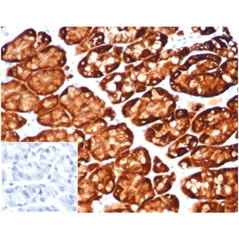 Immunohistochemistry - Anti-Glutamine Synthetase Antibody [GLUL/6600] (A277631) - Antibodies.com