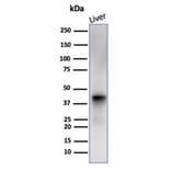 Western Blot - Anti-Glutamine Synthetase Antibody [GLUL/6600] (A277631) - Antibodies.com