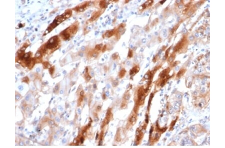 Immunohistochemistry - Anti-Glutamine Synthetase Antibody [GLUL/6604] (A277632) - Antibodies.com