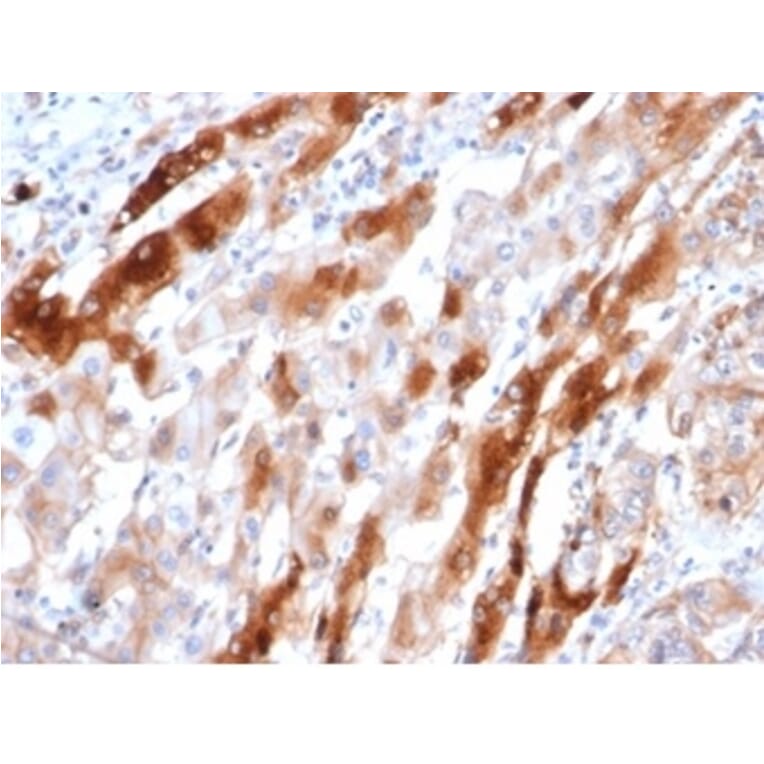 Immunohistochemistry - Anti-Glutamine Synthetase Antibody [GLUL/6604] (A277632) - Antibodies.com